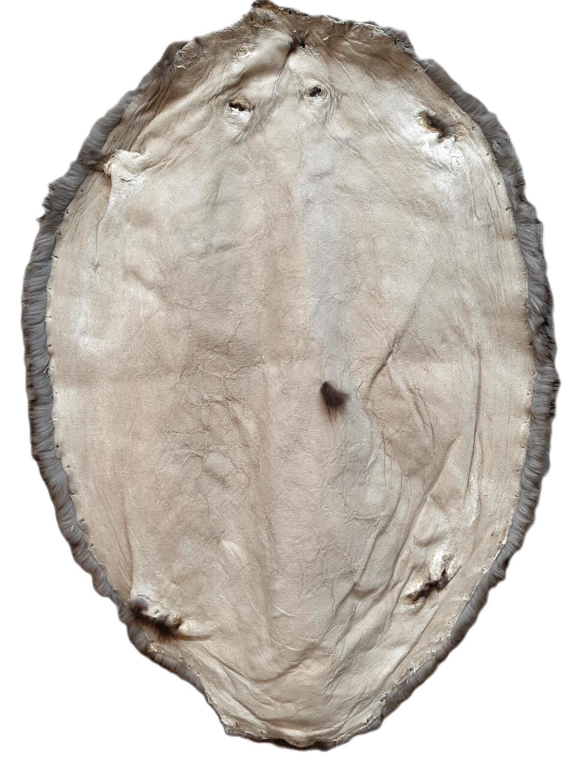 Tanned Beaver Pelt, Imperfect Grade - Very Soft Tan!