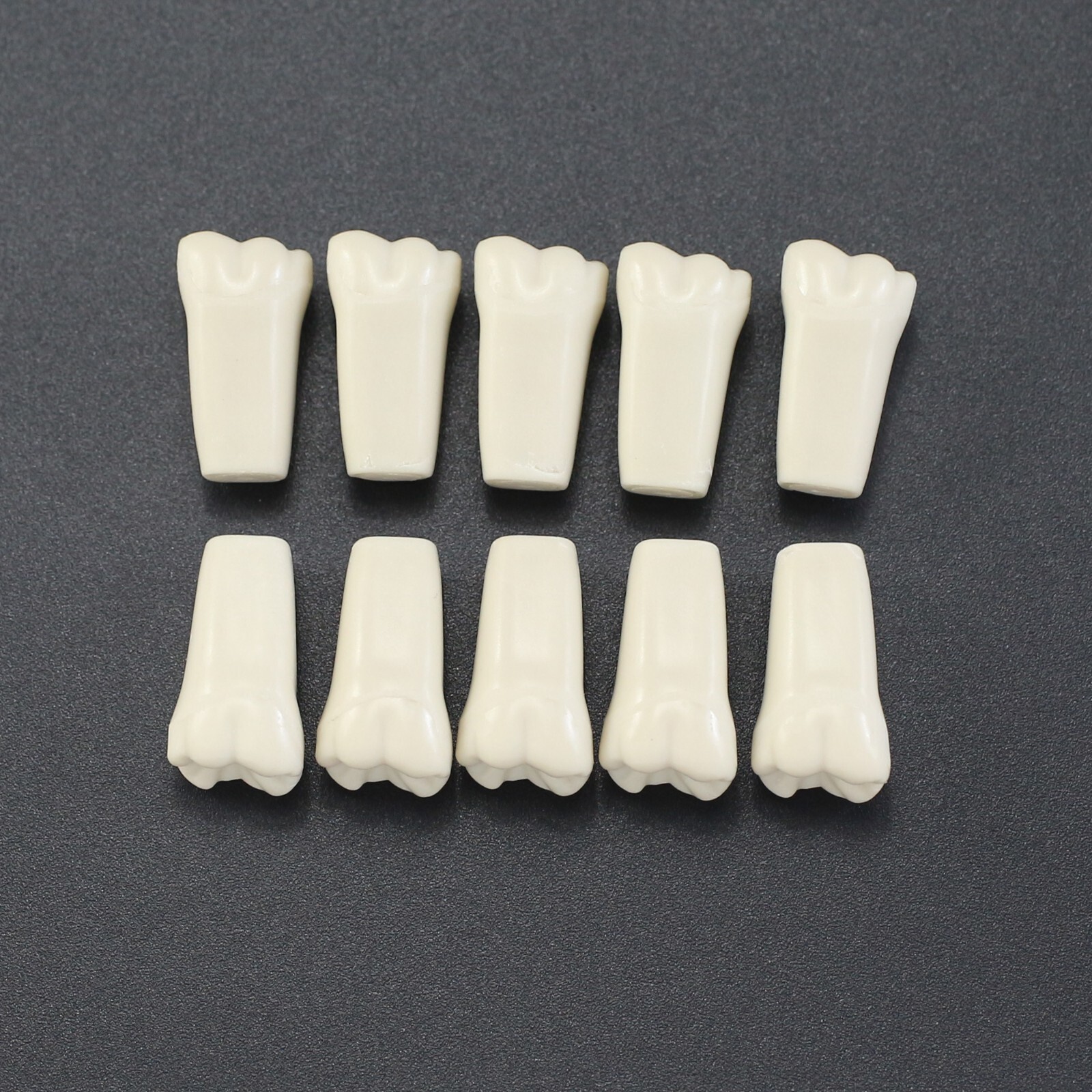 Columbia 860 10pcs/lot Dental Individual Typodont Teeth Replacement