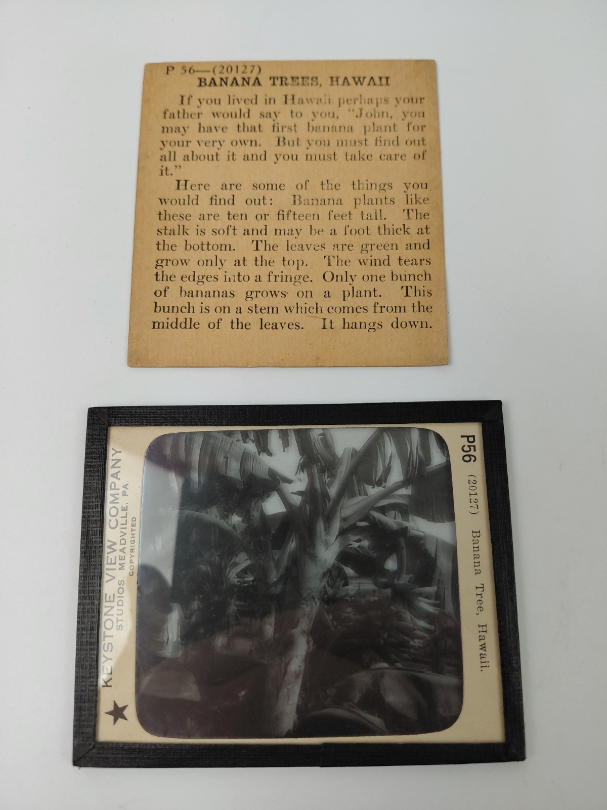 Magic Lantern Glass Slide Photo Keystone P56 Banana Tree In Hawaii