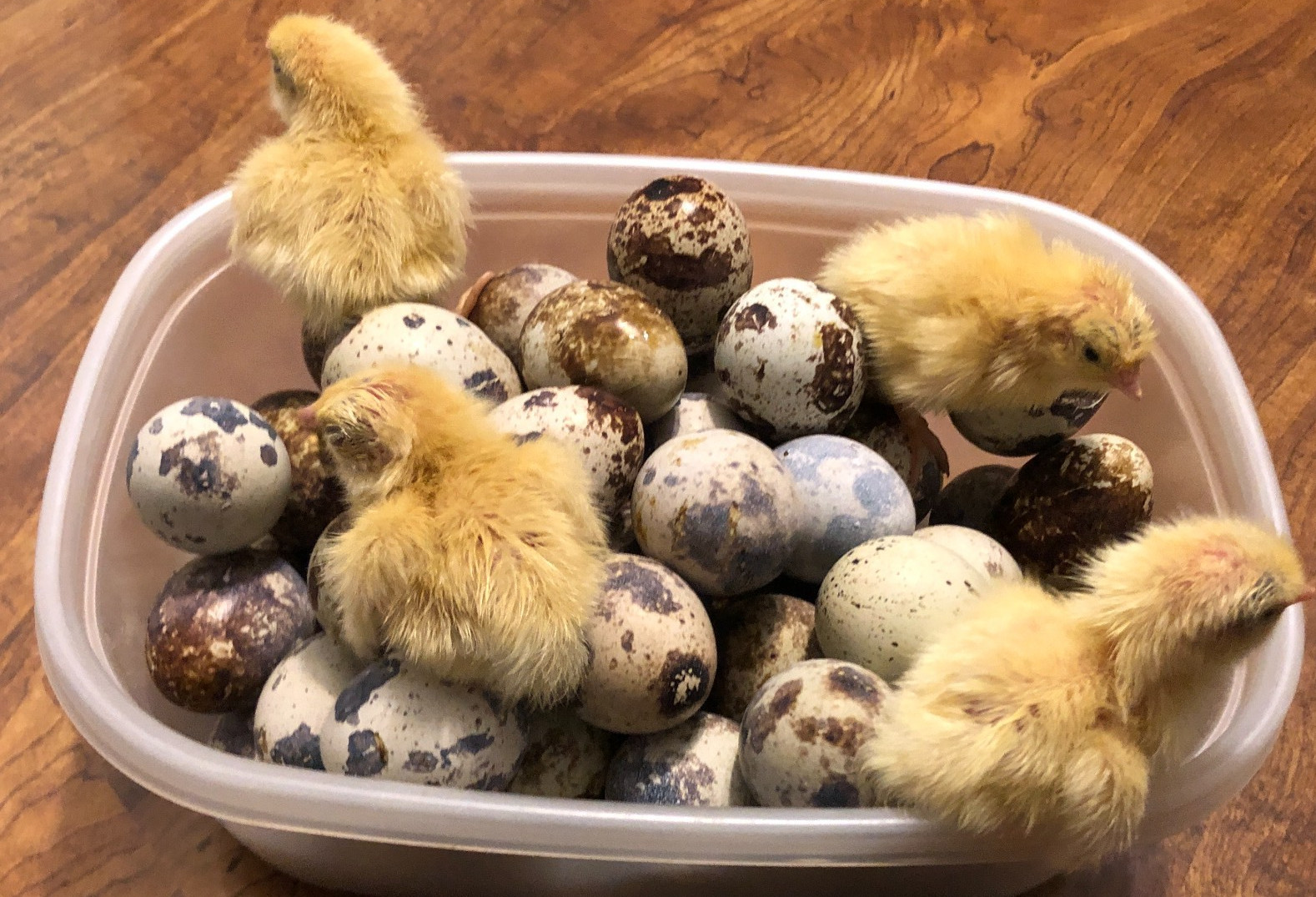 10+ Fertile Hatching Eggs Quail Coturnix Jumbo White Texas A&M Meat & Egg Birds