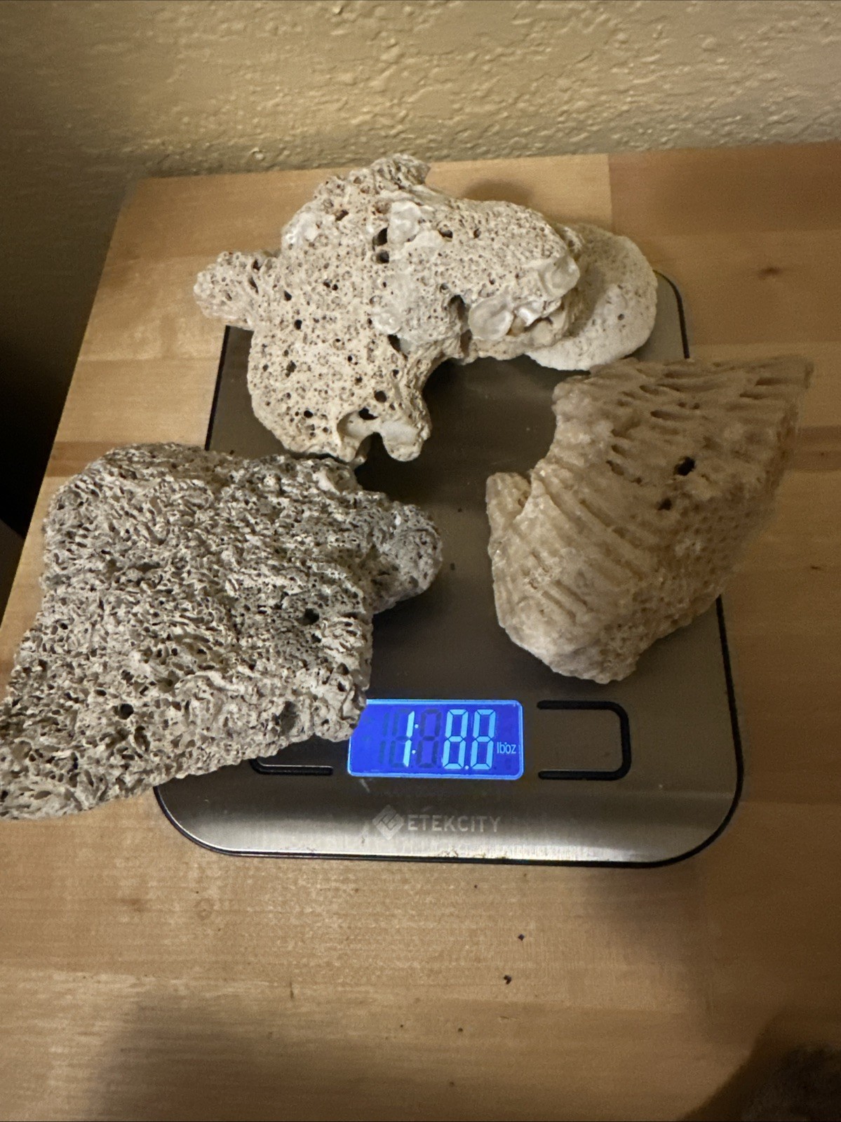 Sea life Coral Fossil Rock Wood Specimen Urchin Geology Shells Coastal Lot