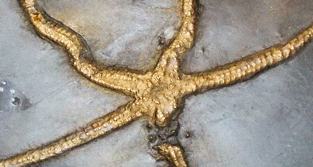 Detailed complete, 12cm Urastella asperula: Devonian, Bundenbach, Germany