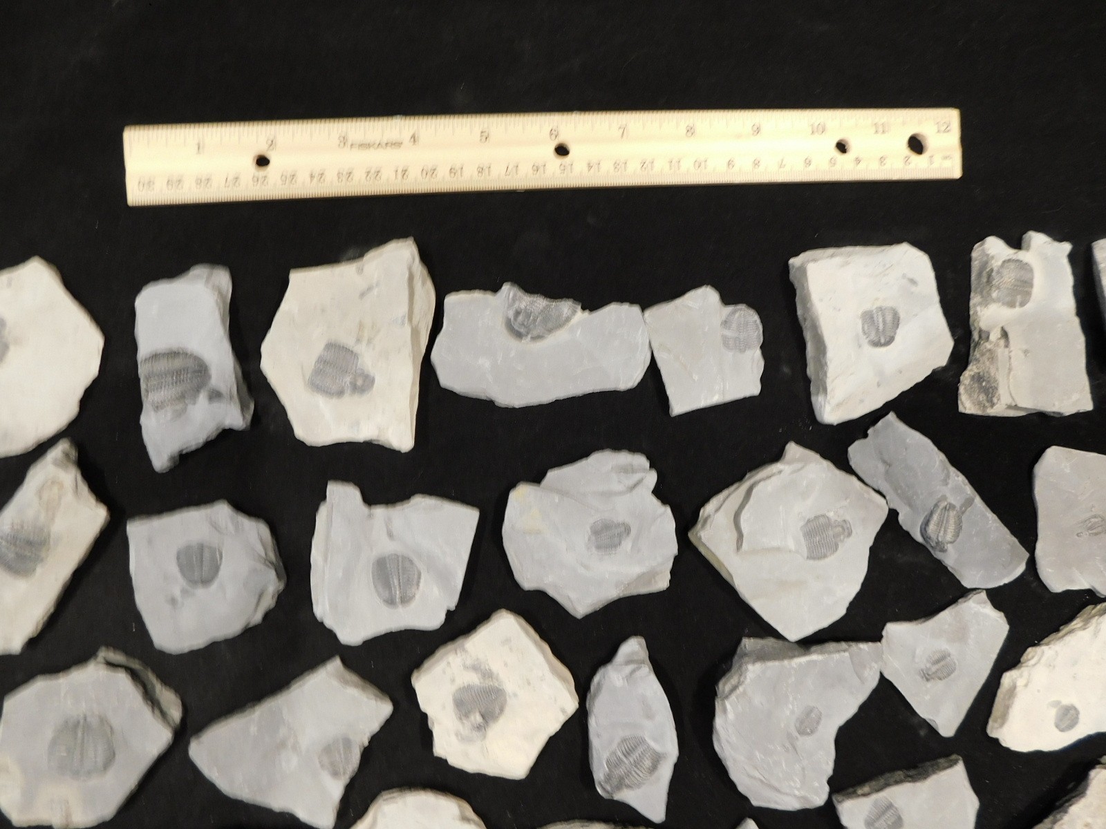 GIANT Lot of FORTY 100% Natural Elrathia TRILOBITE Fossils in Matrix Utah 2300gr