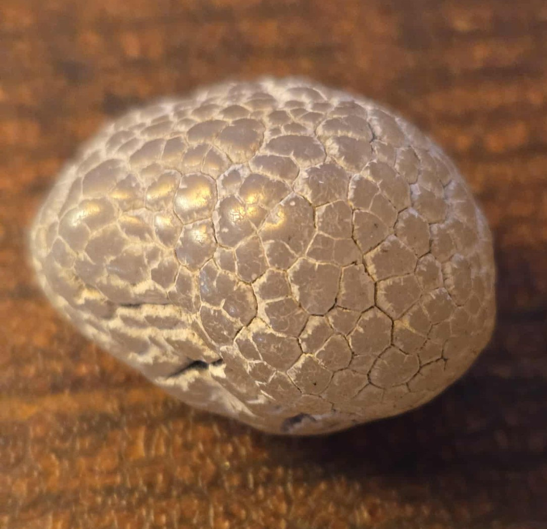 Unpolished Petoskey Stone 25.6 grams. Nice