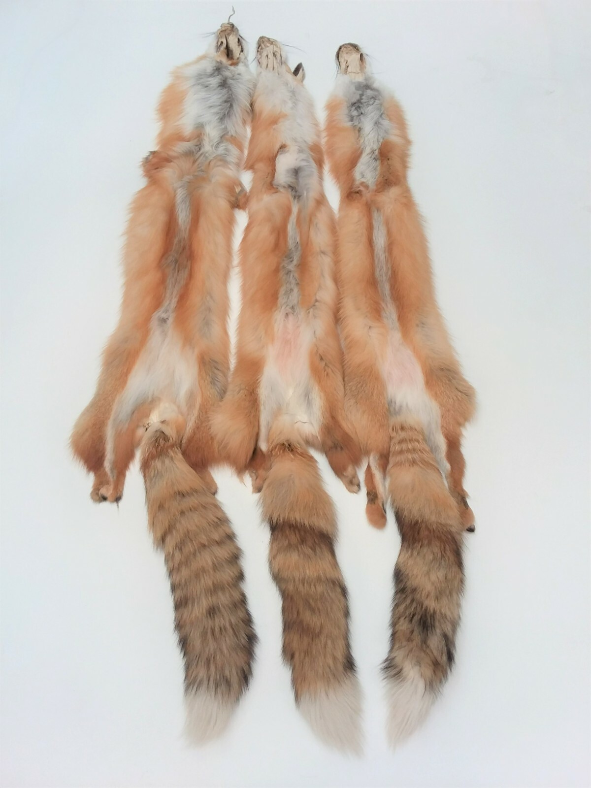 Canadian Red Fox, Tanned, HEAVY and long fur, silky beautiful canredfox