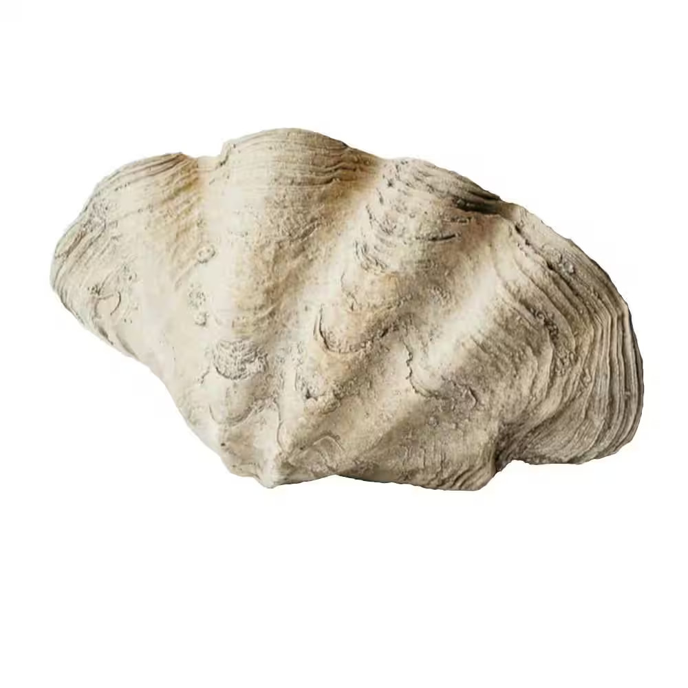 Large Clam Shell
