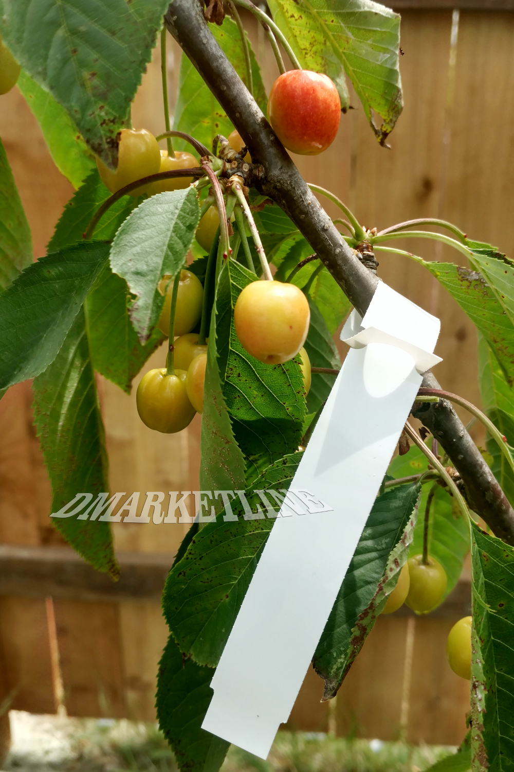 1000 WRAP AROUND PLASTIC THERMAL PLANT LABELS 7" x 3/4" Nursery tree loop labels