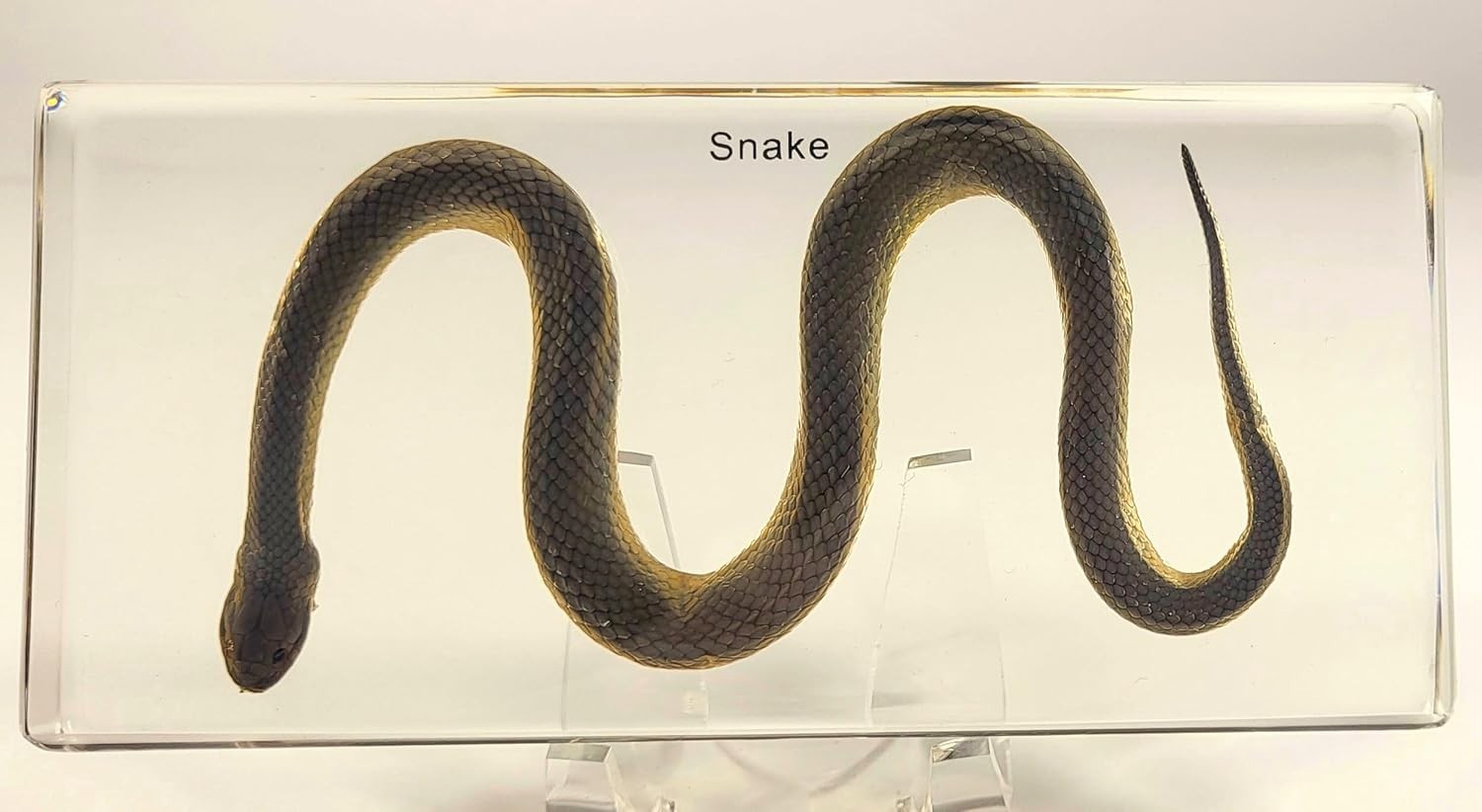 Chinese Water Snake Encased in Crystal Clear Lucite Resin 6.3" Paperweight Block