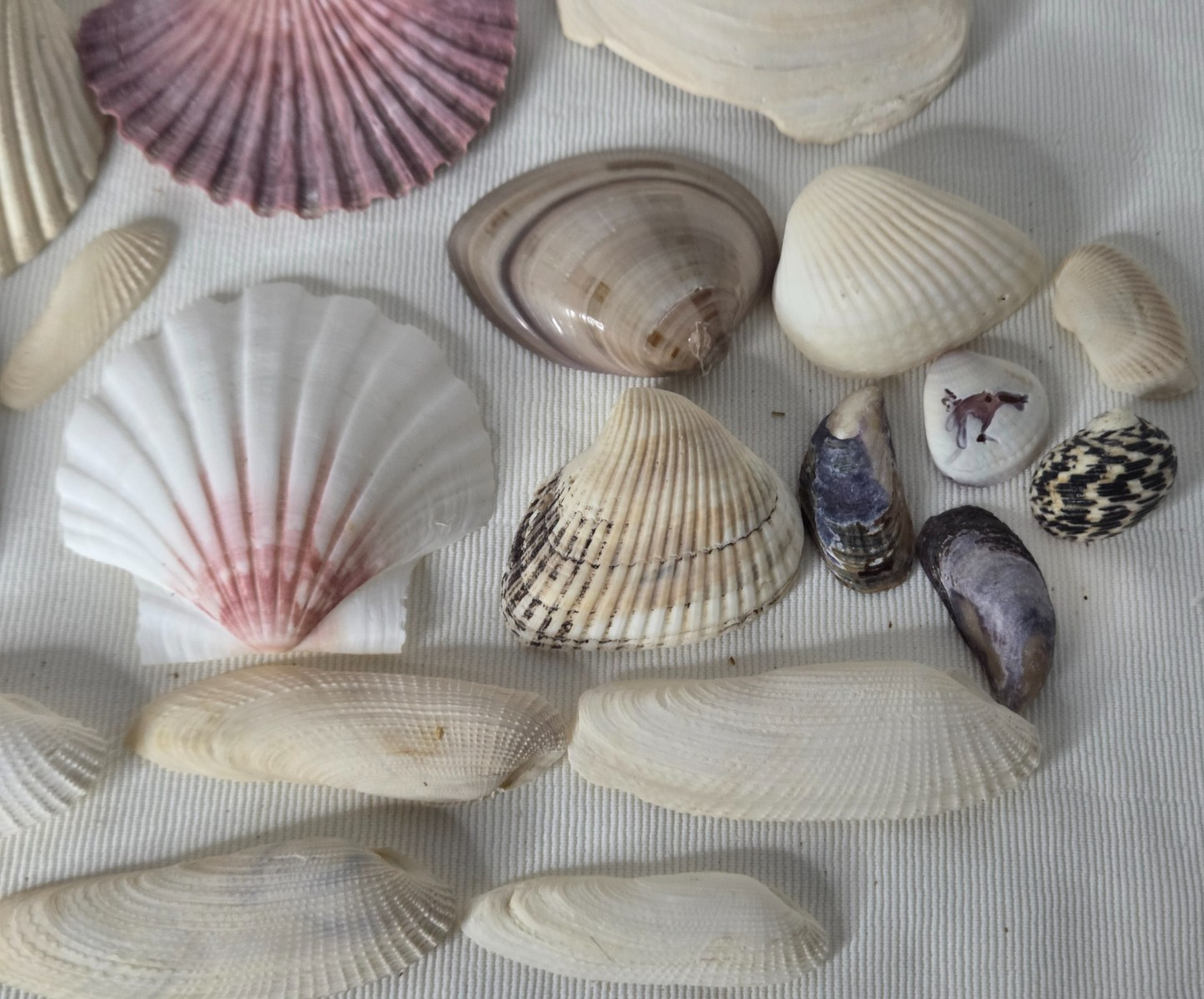 Lot of 32 Clam Scallop Shells Various Sizes from 1"- 4'' Natural Seashells