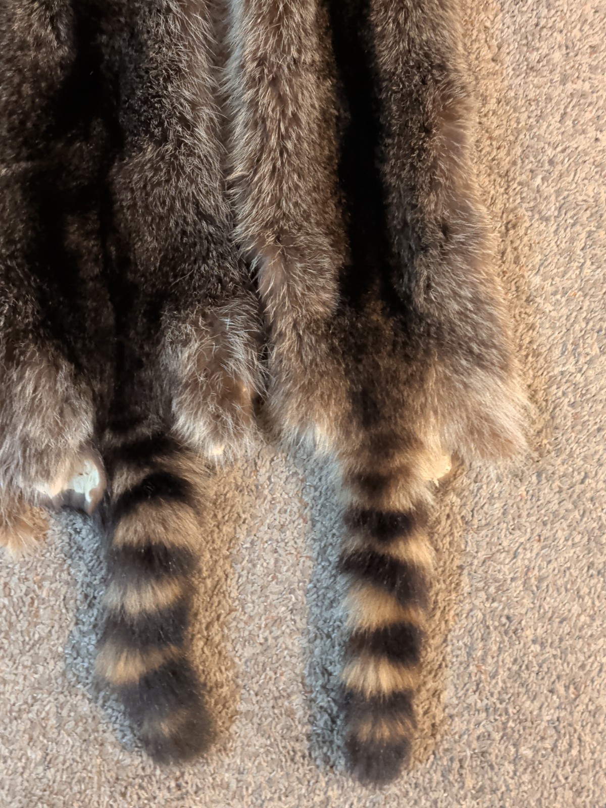 Newly Tanned Wild Large Racoon pelts~Country Fur Cabin Craft Fur~NICE! Soft!!