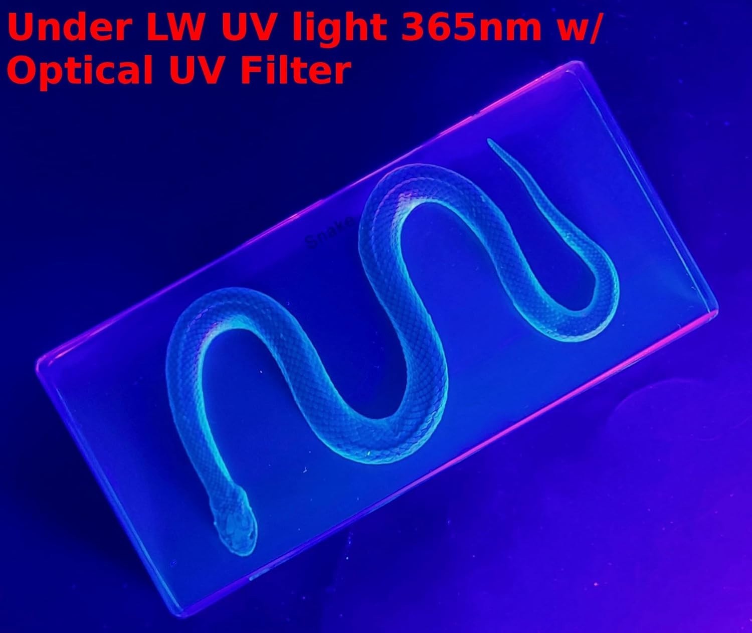 Chinese Water Snake Encased in Crystal Clear Lucite Resin 6.3" Paperweight Block