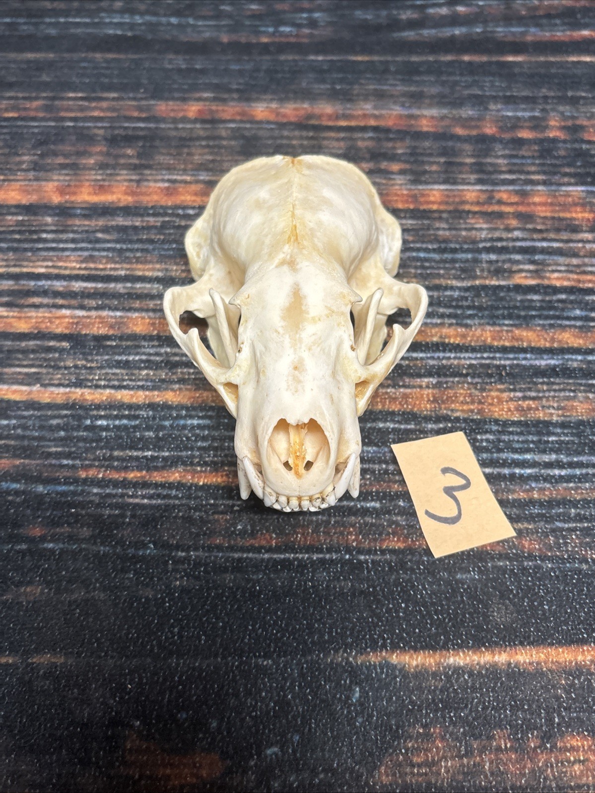 Real XL Badger Skull Unique Gift Halloween Craft Animal Mount Art Model Head Odd