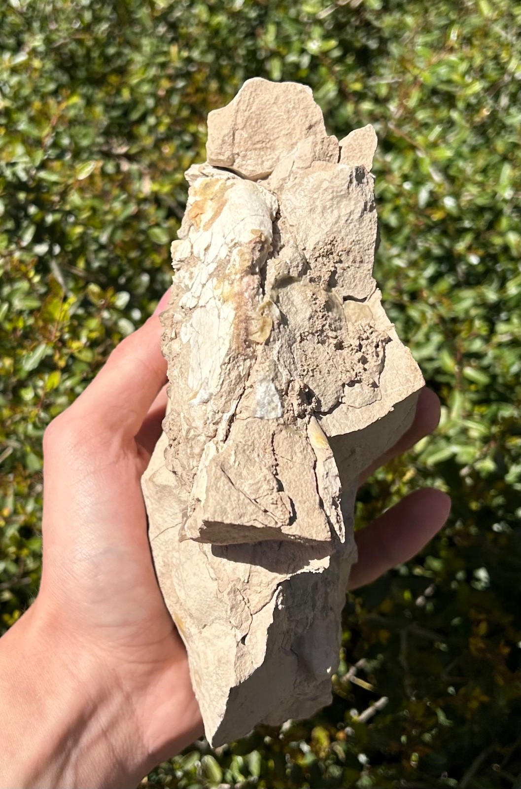 Fossil Oreodont Skull White River Oligocene Mammal Burke Formation Nebraska