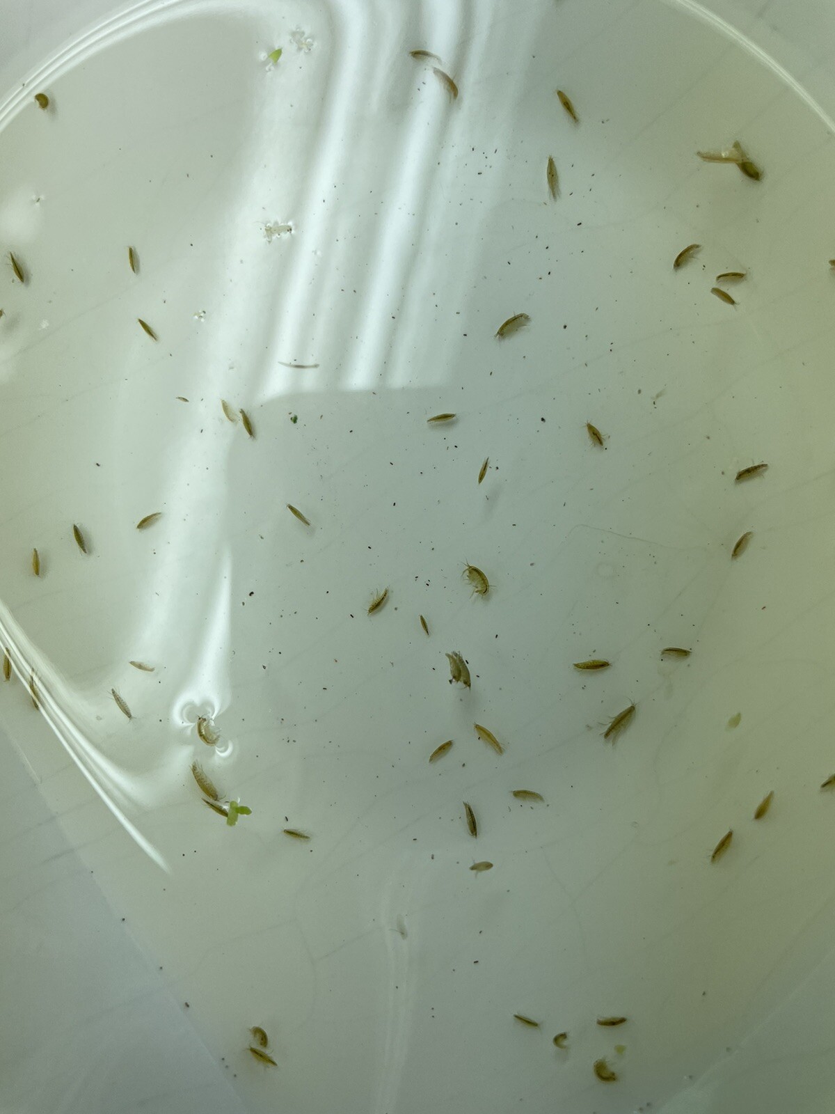 60+ Live Scuds- Food/Cleanup Crew- Freshwater /Amphipods