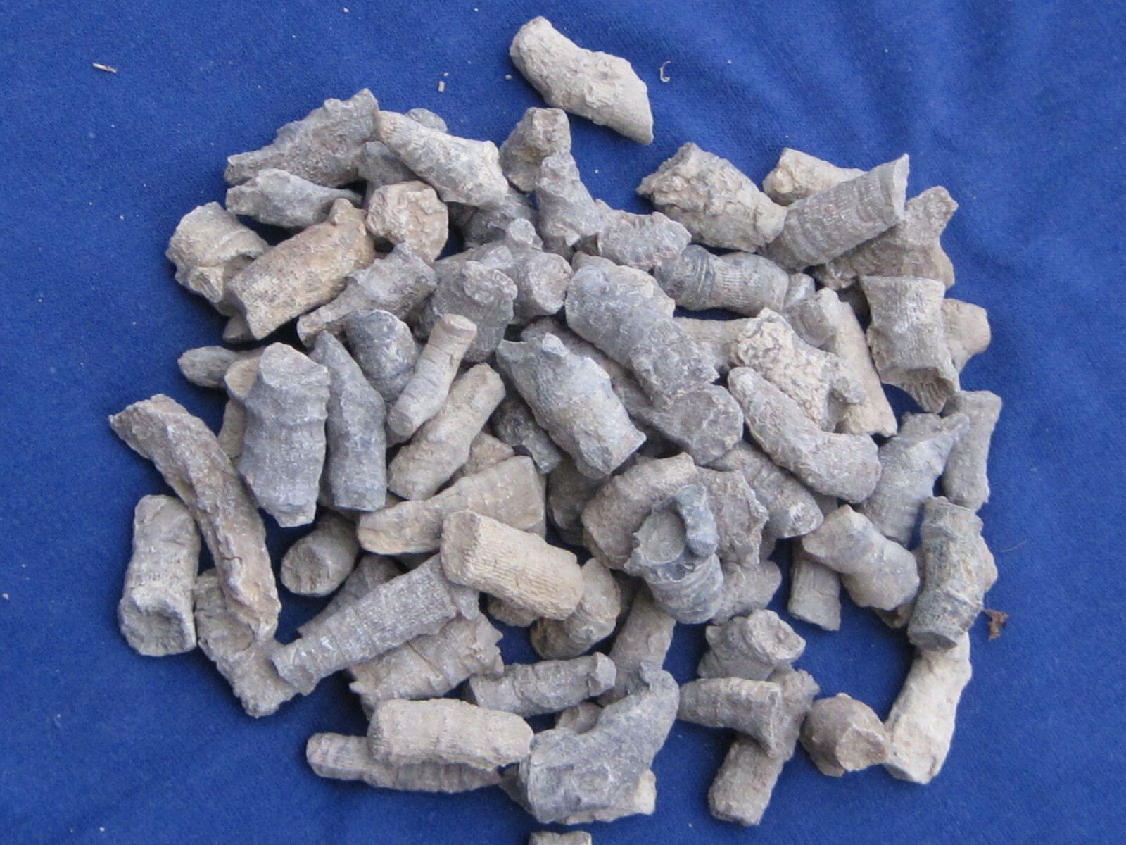 LOT OF 250 FOSSILS 25 of 10 DIFFERENT WHOLESALE