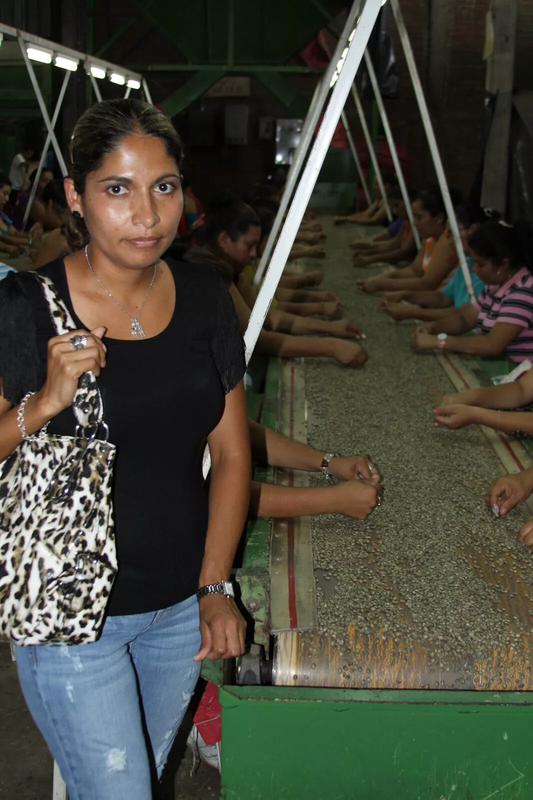 100% HAWAIIAN / KONA COFFEE BEANS MEDIUM ROASTED 2 / 12 POUNDS