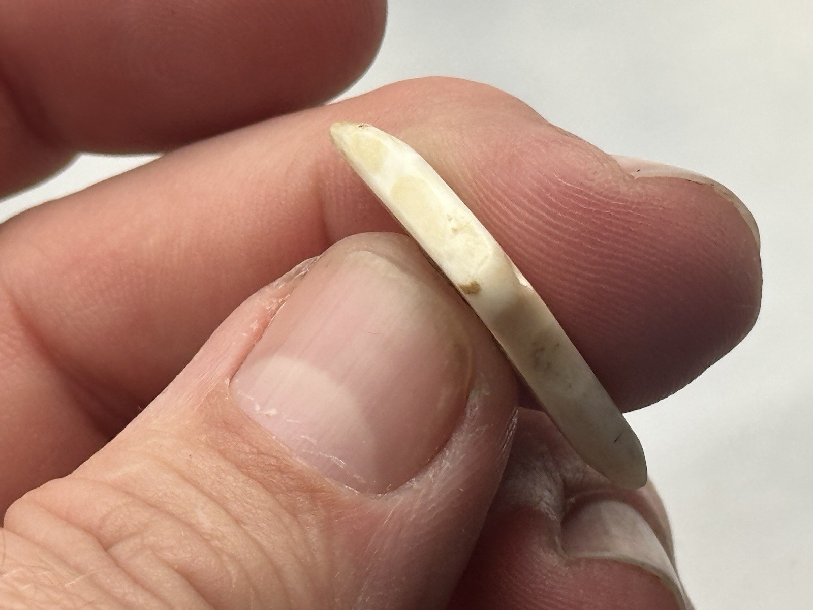 NICE ANASAZI HOHOKAM MIMBRES DRILLED SHELL PENDANT / GORGET FROM ARIZONA