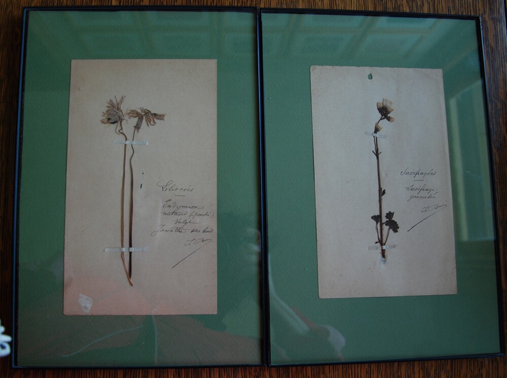 15 FRAMED ANTIQUE BOTANICAL ORIGINAL SPECIMENS ~ FRENCH 19c HERBARIUM PLANT