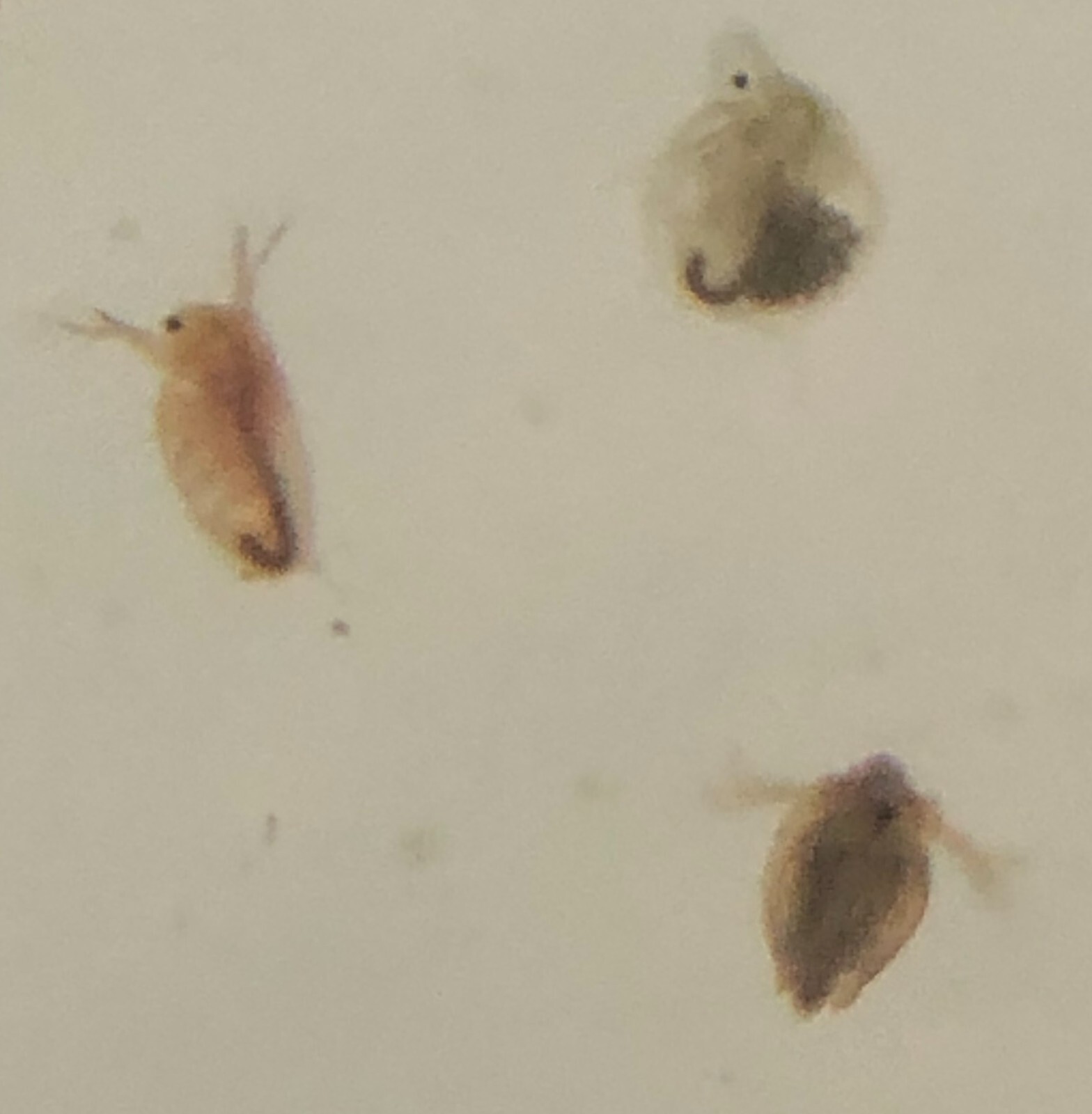 Live Daphnia magna=Water Fleas-live food*indoor container sustainable production