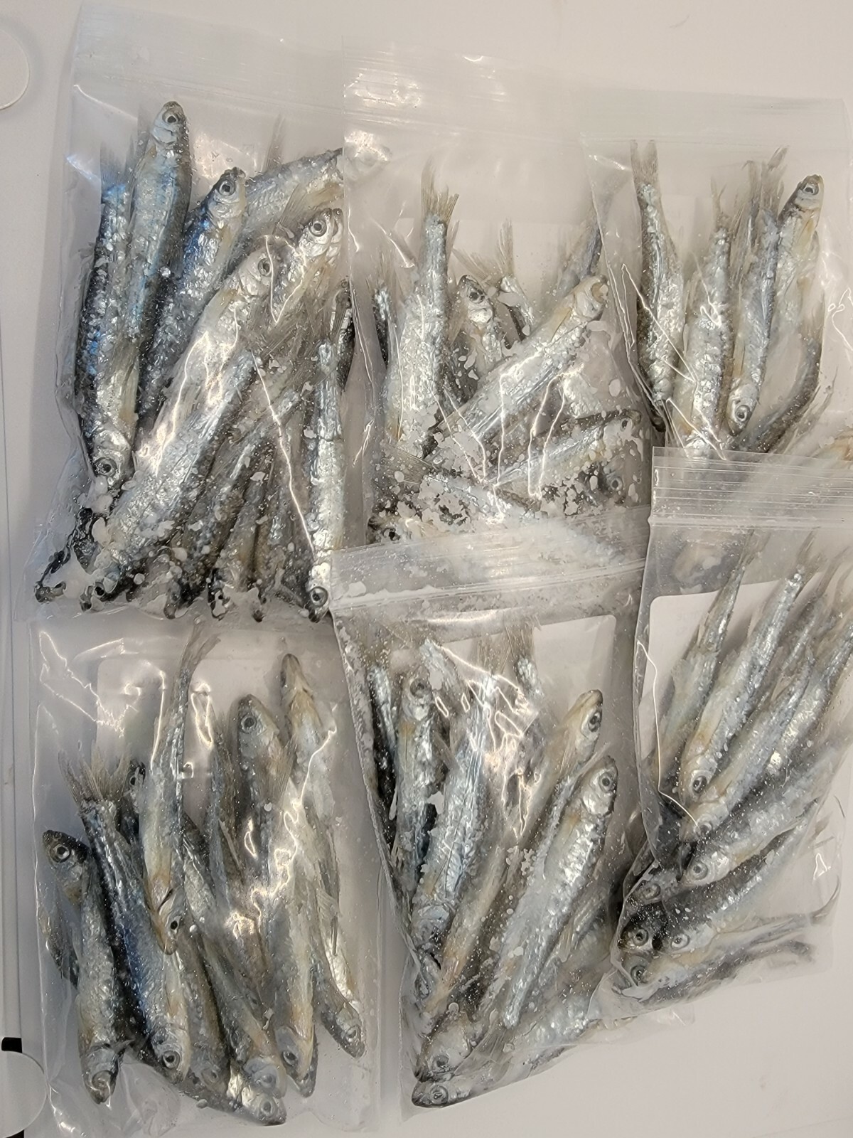 Bestbait Salted Emerald Shiners Preserved Minnows Free Shipping VHSv Free