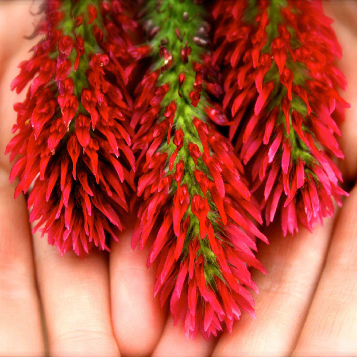 Crimson Clover Seed (Non GMO) Inoculated & Coated