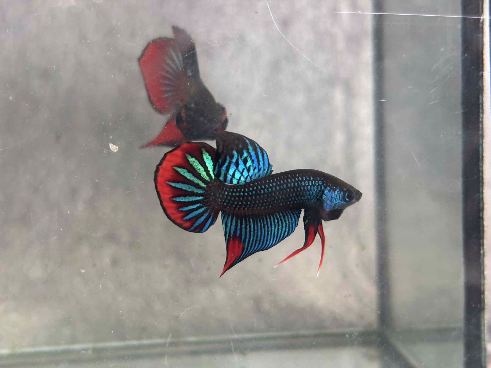 Green Imbellis  wild betta Male