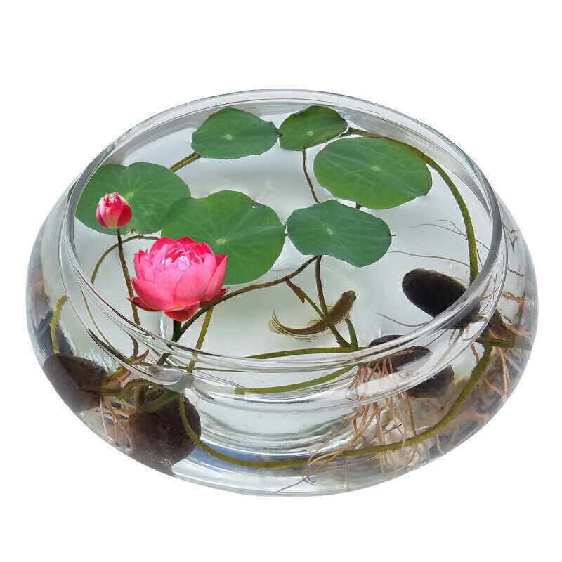 30/90Pcs Seeds Lotus Mix Flower Seed Hand Picked Aquatic Plants Water Garden US