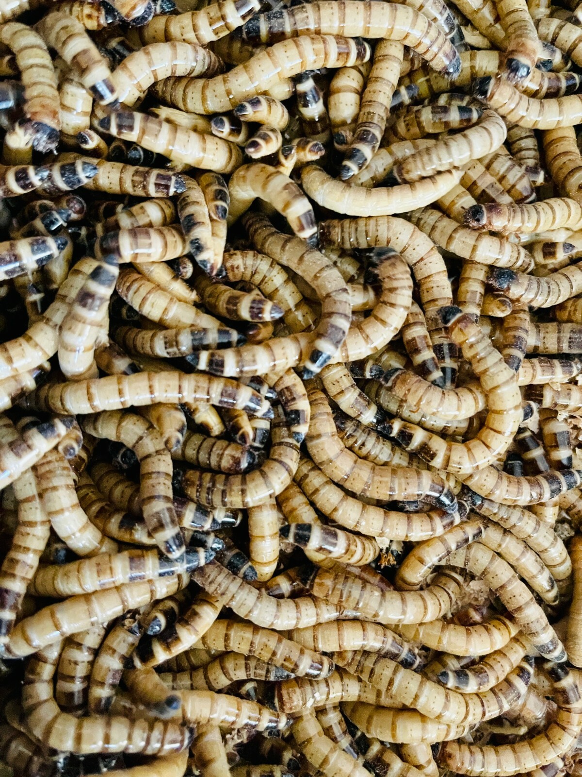 Live Superworms - 50-1000 counts - 4 different sizes - First Class/Priority Mai