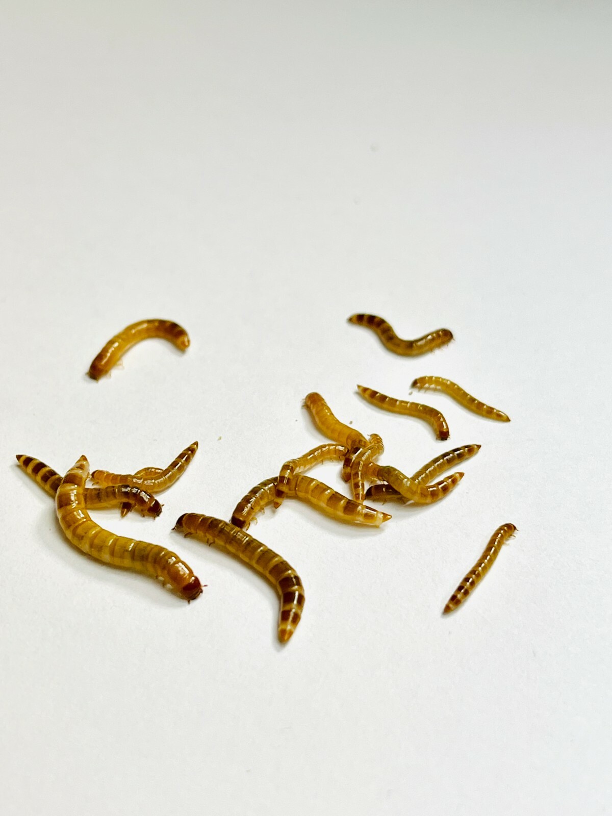 Live Superworms - 50-1000 counts - 4 different sizes - First Class/Priority Mai