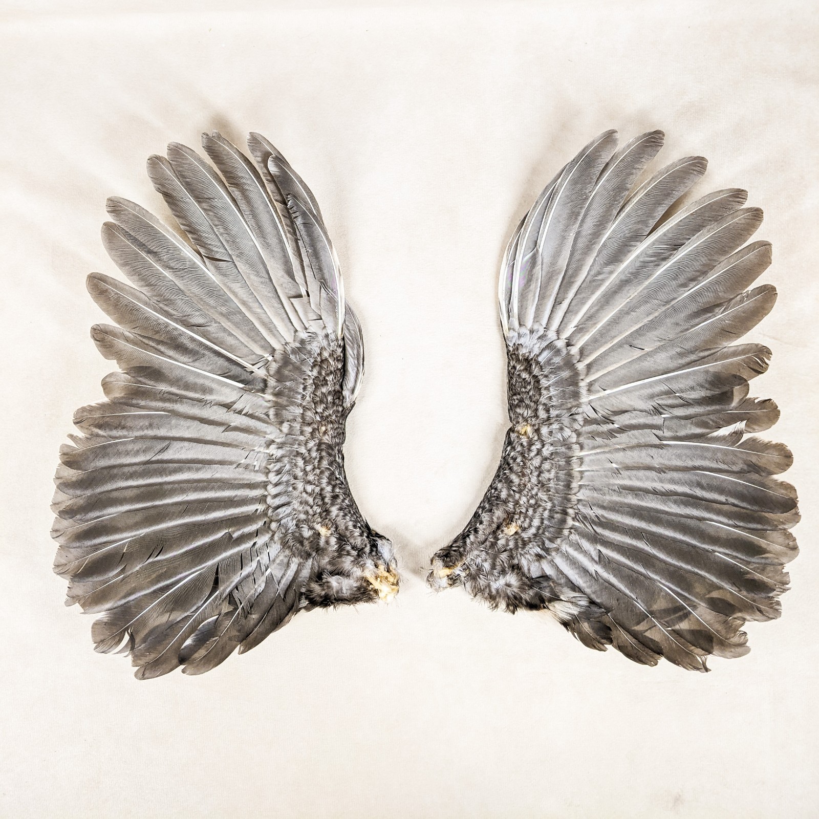 11" Chicken Wings Rooster Taxidermy Oddities curiosities Craft Bird Feather gift