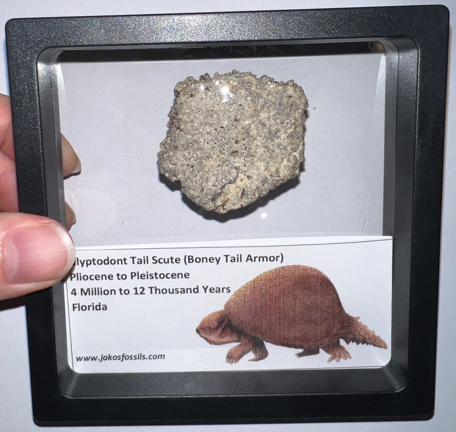 Framed RARE Ice Age Fossil GLYPTODONT Tail Scute Bone Armor Lot! ONE PER ORDER!