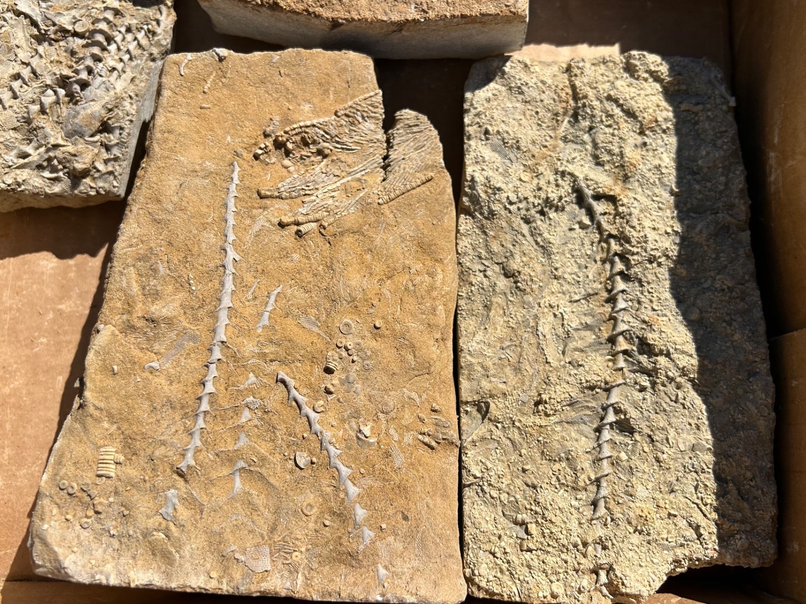 Fossil Bryozoans LOT Archimedes Screws Fronds Wholesale Alabama Bangor Limestone