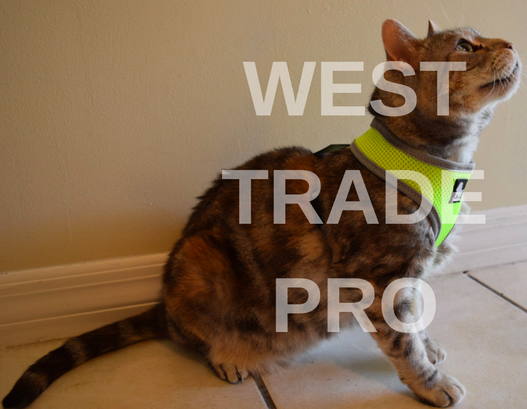 Truelove PURR Cat Harness, Safe, Adjustable Cat Vest Lightweight, Escape Proof