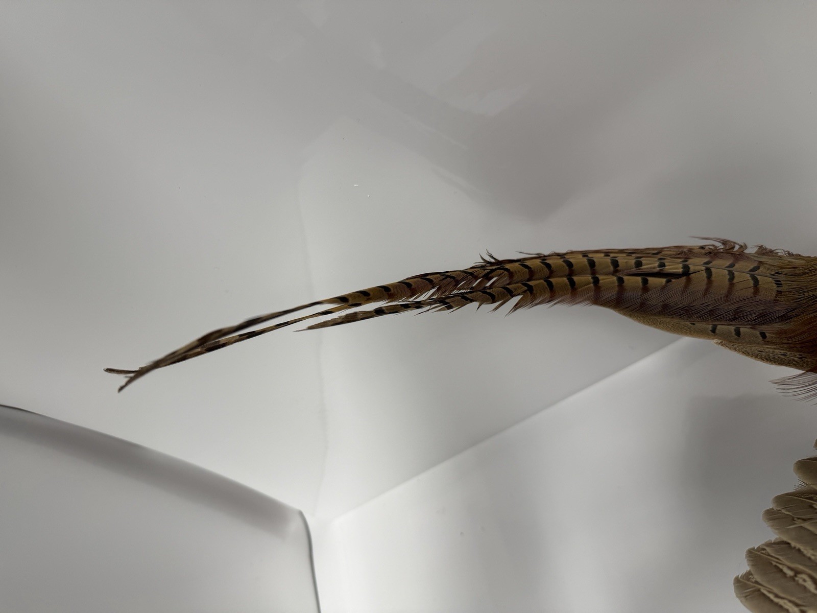 Pheasant Wall Mount Taxidermy Real Skin Flying Ring Neck Rooster On Wood Vintage