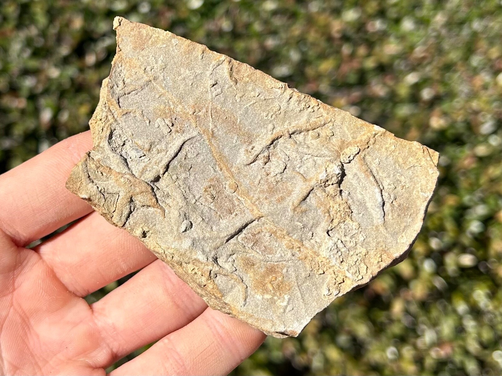 France Fossil Starfish in Matrix Asterie lumbricalis Triassic Age Echinoderm