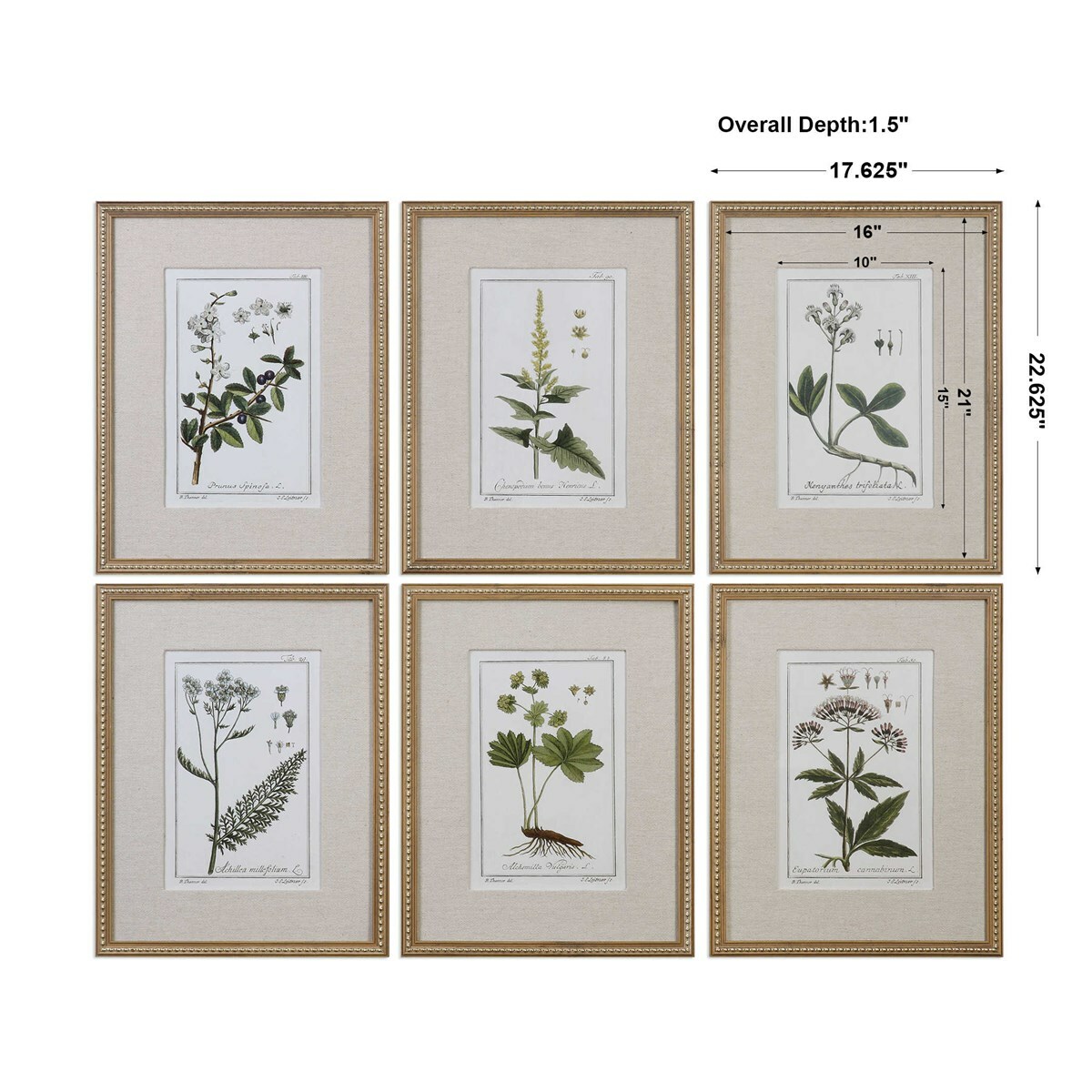 Botanical Study Leaf Berry Flower Wall Art Gold Frame Set Of 6 ~ Uttermost 33651
