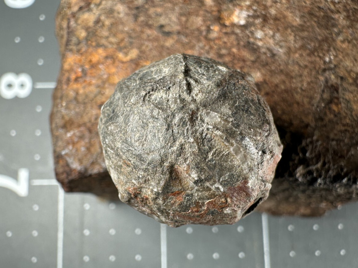 ➤ 7/8 Inch CYSTOID Fossil Specimen - Isle of Montreal Canada VIDEO➤159