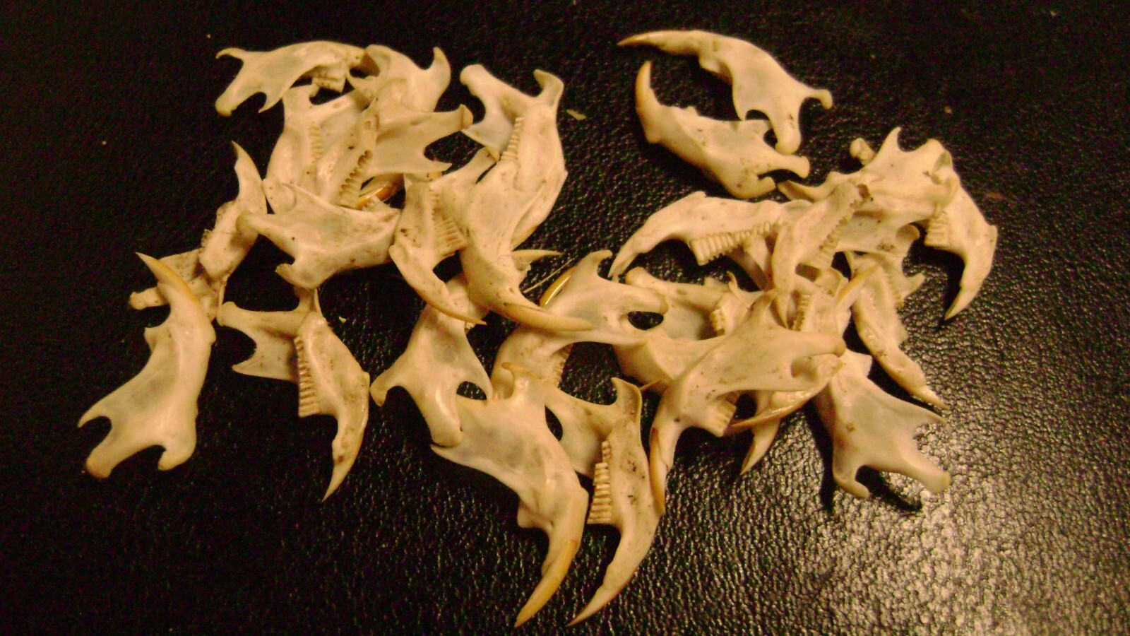 20 REAL MOUSE JAWS tiny animal bones & teeth for JEWELRY earrings TAXIDERMY LOT