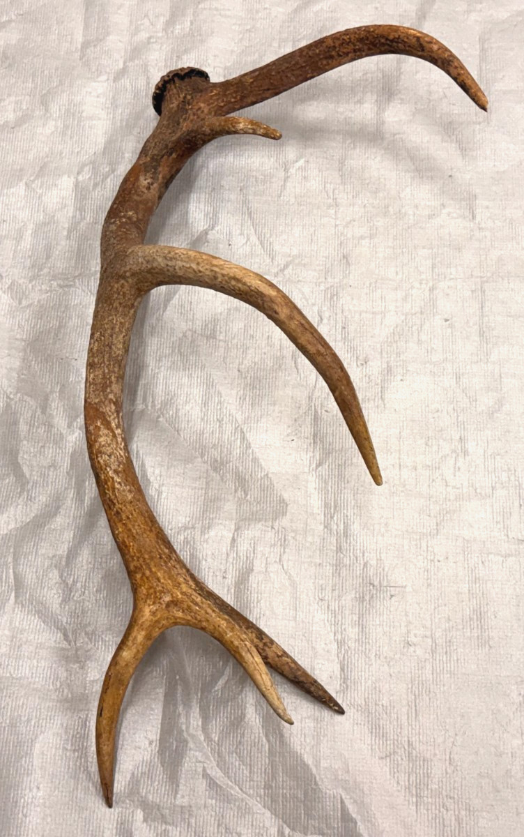 real stag antler shed crafts antlers decor rustic cabin wedding display prop