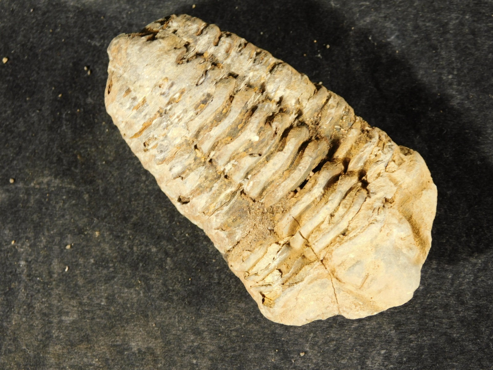 Big! 460 MILLION Year Old! Flexicalymene TRILOBITE Fossil Morocco 7.34