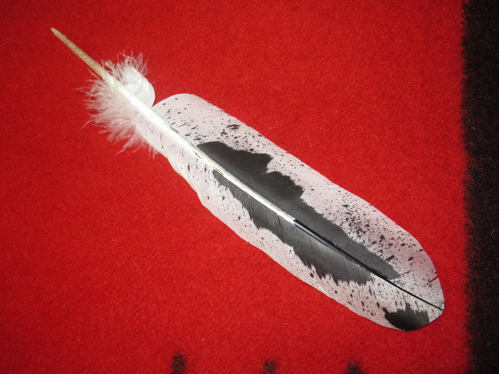 Native American made hand painted Immature Bald Eagle feather
