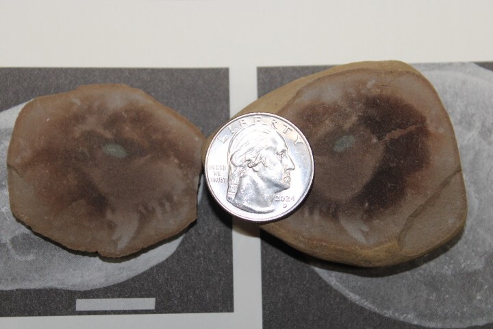 Mazon Creek Fossil Jellyfish Octmedusa pieckorum Fossils Pennsylvanian Period R1