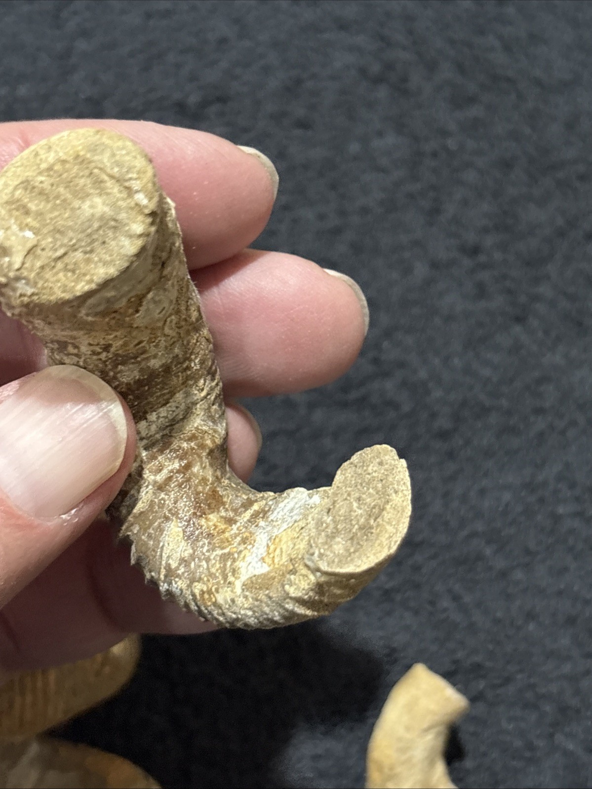 Exceedingly Rare Heteromorph Ammonite eubostrychoceras Madagascar 3 Pieces