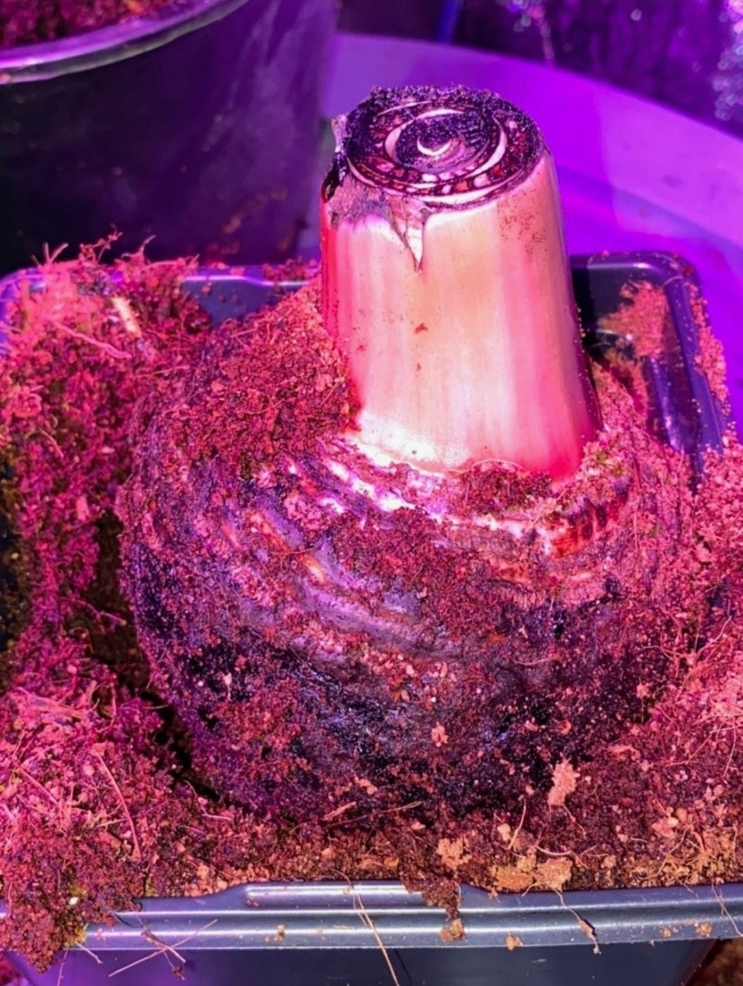 Musa Aeae Variegated Banana Plant Bulb USA Seller