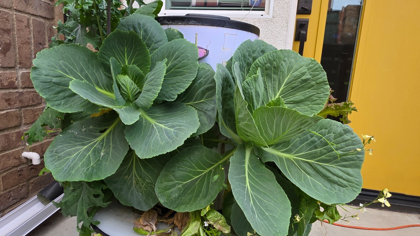 hydroponic vertical tower growing system-2025