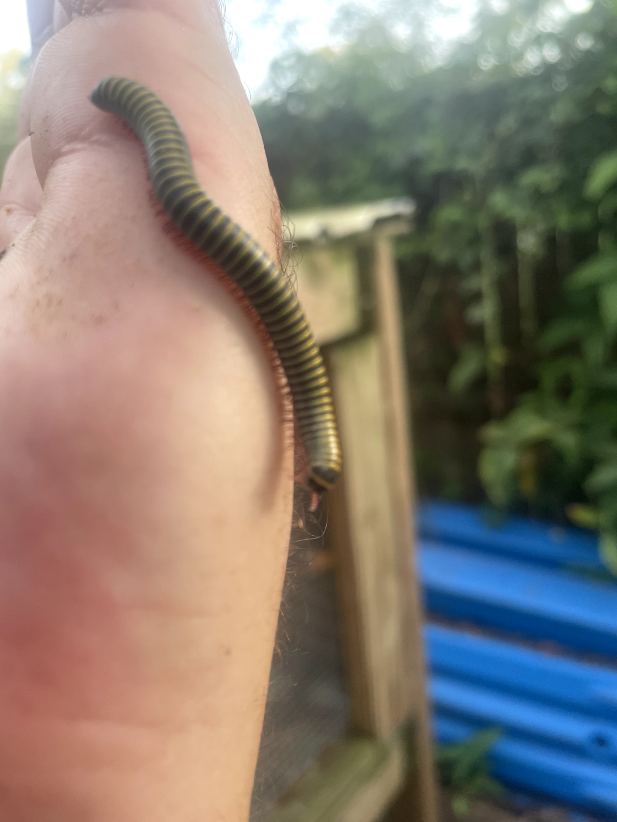 Live Bumblebee Millipedes - Breeding Pair M/F (Composting)