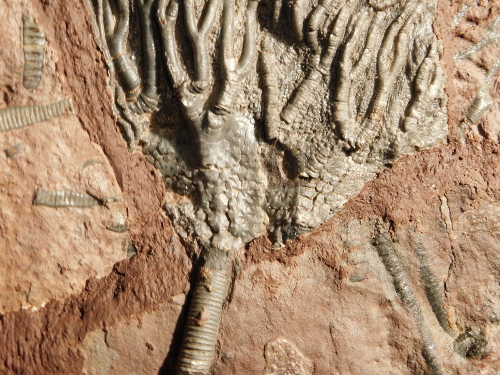 LARGER! 430 Million Year Old! CRINOID Fossil or Sea LILY Fossil Morocco 1133gr