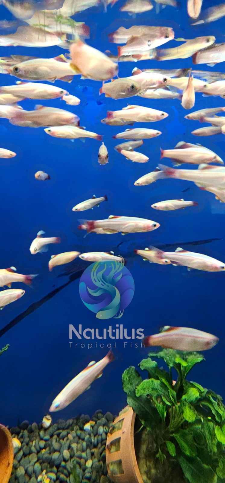 GOLDEN WHITE CLOUD MOUNTAIN MINNOW (Tanichthys albonubes) we combine shipping!