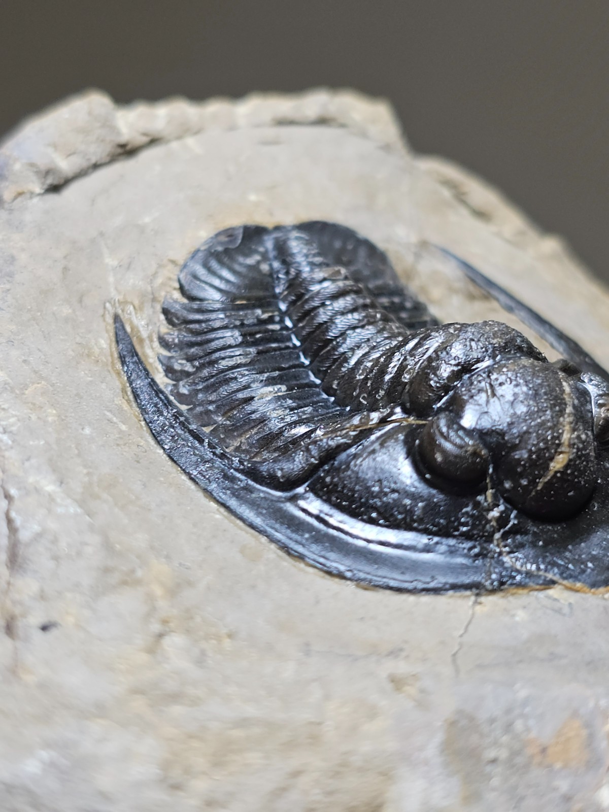 Fossil trilobite Top Quality Diademaproetus Devonian morocco 40mm