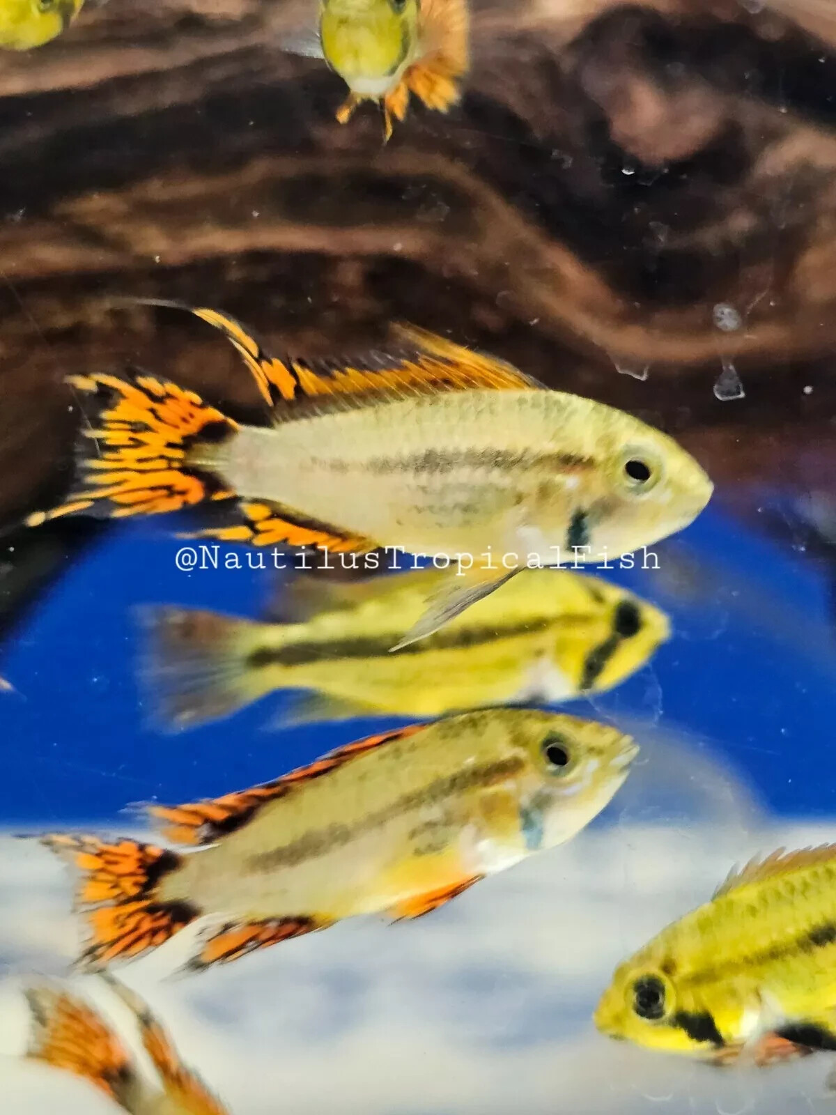 Pair Super Red Apistogramma Cacatuoides -  Live arrival! we combine shipping!